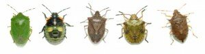 5StinkBugs