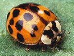 AsianLadyBug