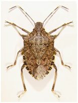 Brown marmorated stink bug