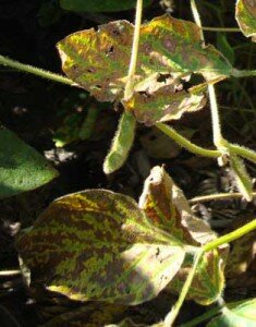 SDS_leafsymptom