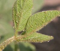 aphid_leaf_wi