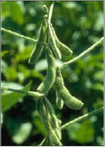 healthy_soybean