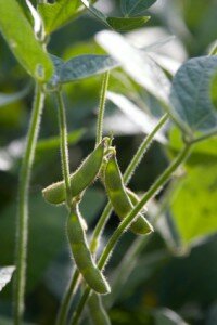 soyplant