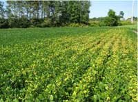 SDS variety trial