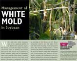 White mold