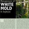 Management of white mold