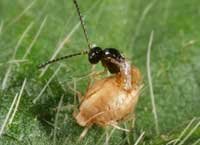 aphid enemy