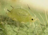 soybean aphid
