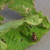 bean leaf beetle