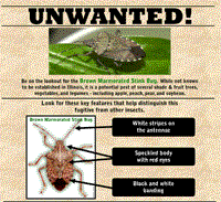 brown marmorated stink bug