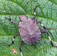 bmsb nymph