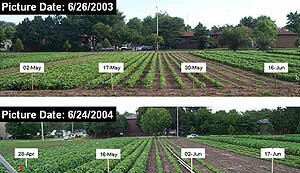 planting date