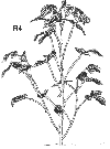 soy diagram