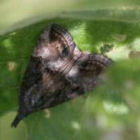 adult