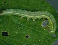 green cloverworm larva