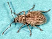 imported longhorned weevil