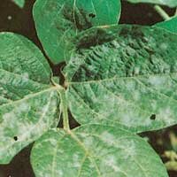powdery mildew