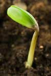 seedling