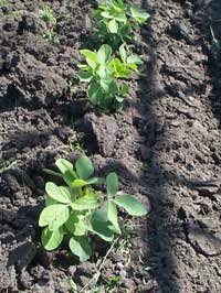 young seedlings