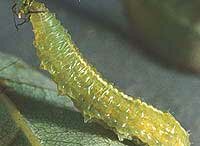 syrphid larva