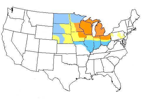 white mold map
