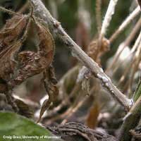 white mold